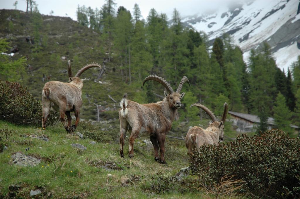 Haus Gfall Kaunertal Buitenkant foto